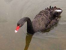 From Wikipedia